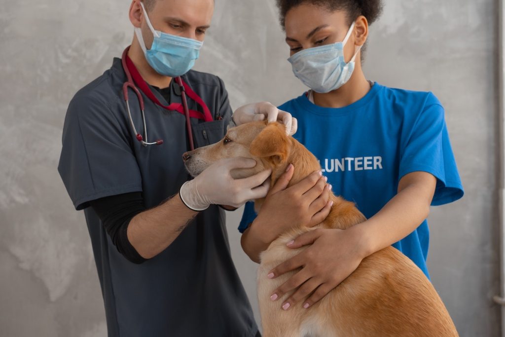 Two masked vets examining a dog