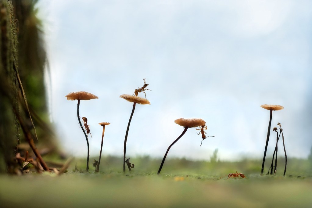 Ants crawling across wild mushroom caps.