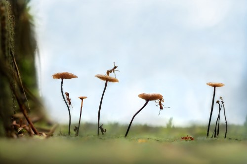 Ants crawling across wild mushroom caps.