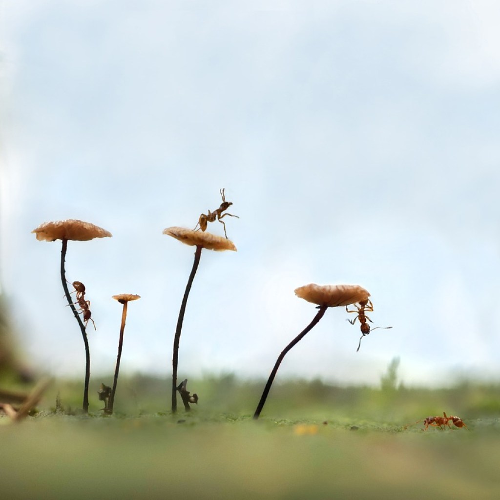 Ants crawling across wild mushroom caps.