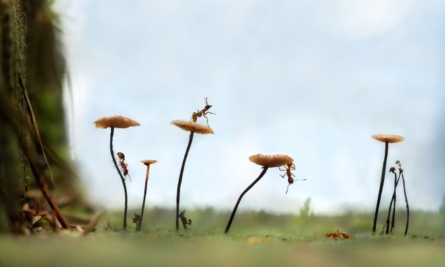 Ants crawling across wild mushroom caps.