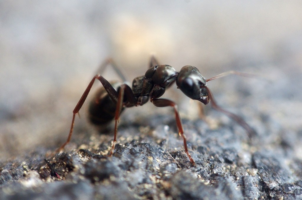Black ant macro image