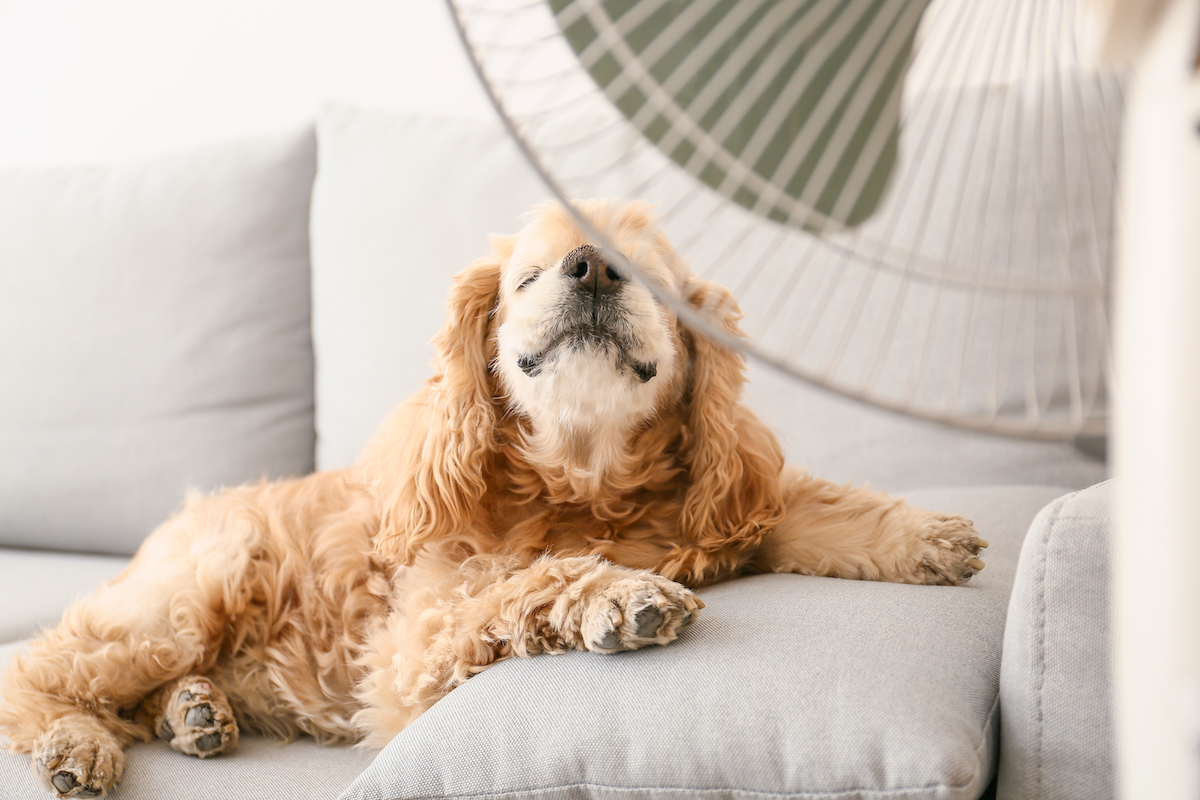 A dog sits on a couch under a fan