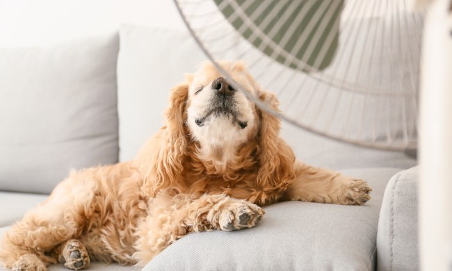 A dog sits on a couch under a fan