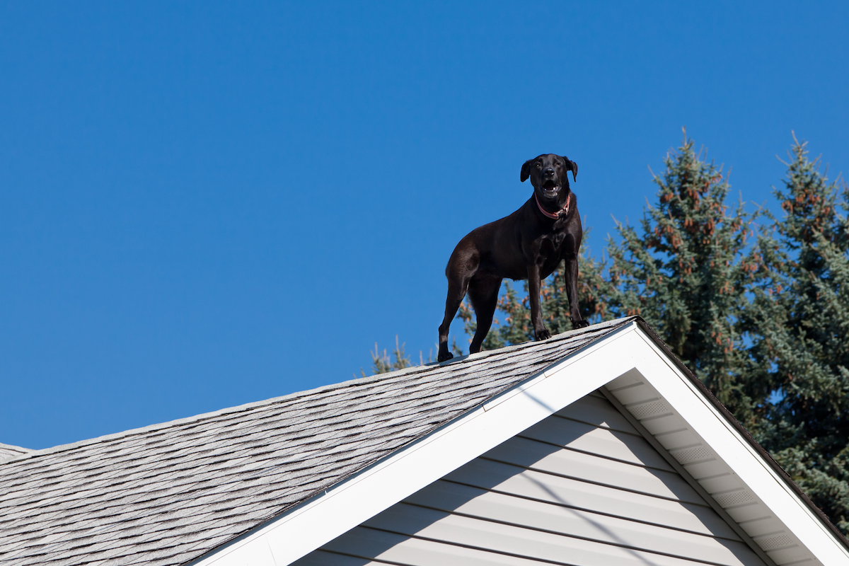 A black lab barking from the peak of the roof of his owners house
