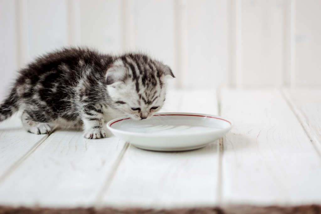 A tiny gray kitten drinks from a ceramic plate