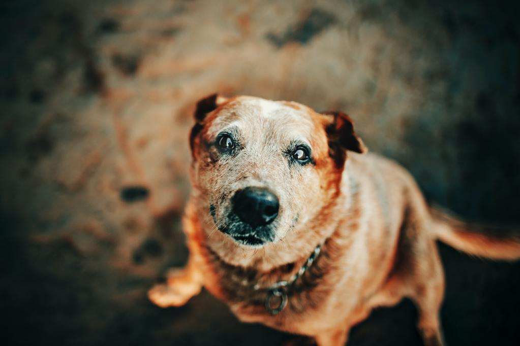 An old dog with a white muzzle gazes up into the camera.