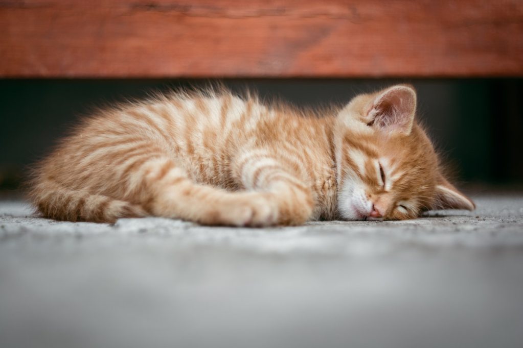 an orange kitten on a gray carpet