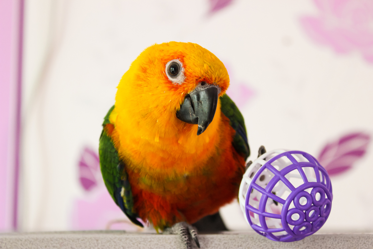 Sun conure parrot tilts its head while standing next to a ball