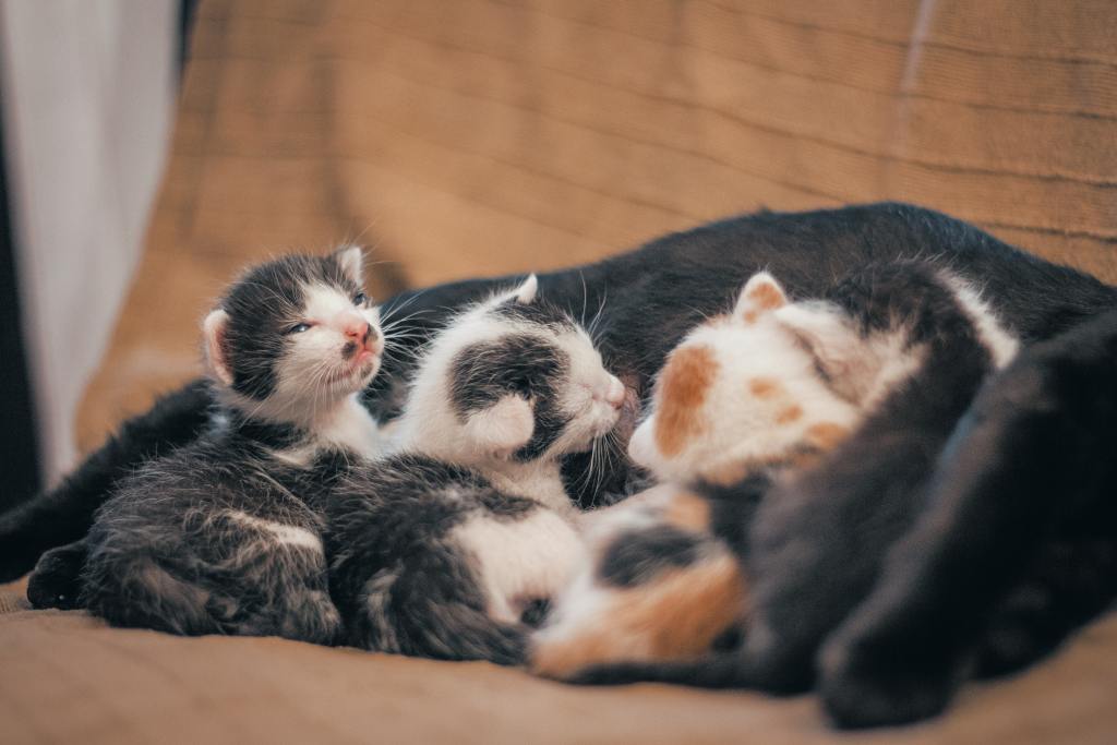 A litter of newborn kittens on black blanket