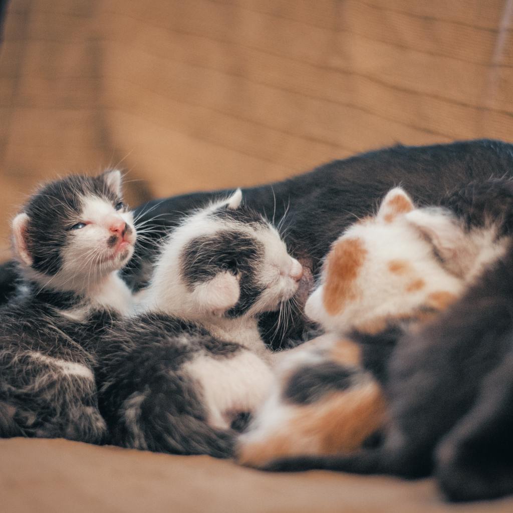 A litter of newborn kittens on black blanket