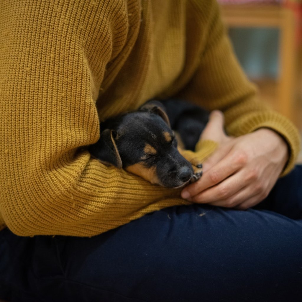 Puppy sleeping on lap of human with mustard yellow sweater