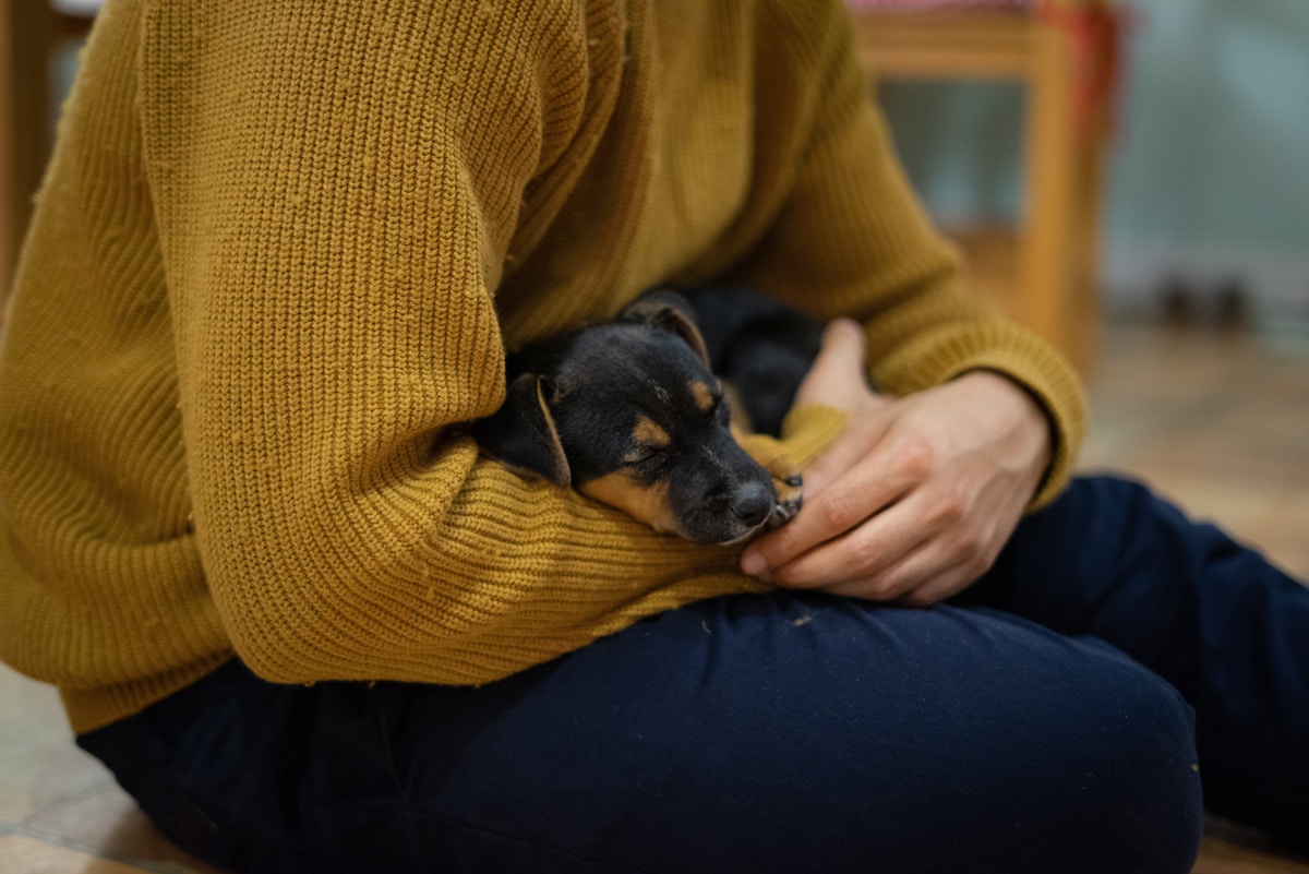 Puppy sleeping on lap of human with mustard yellow sweater
