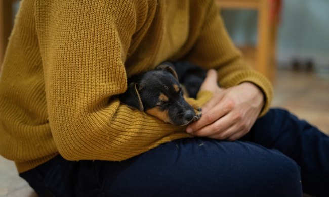 puppy sleeping on lap of human with mustard yellow sweater