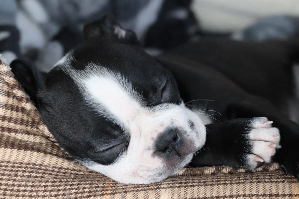 french bulldog puppy sleeping on beige mat