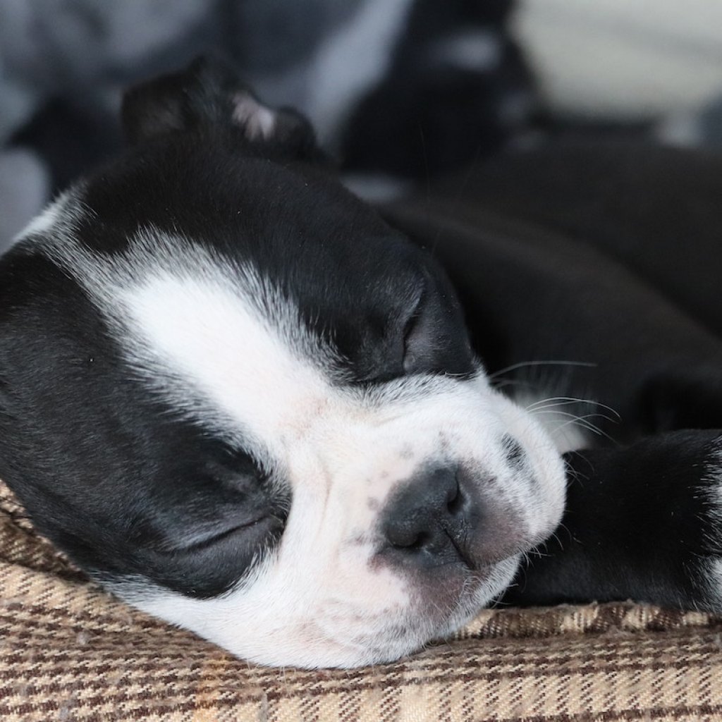 french bulldog puppy sleeping on beige mat