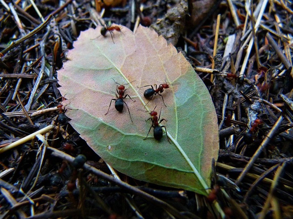 Red ants crawling on a fallen leaf.