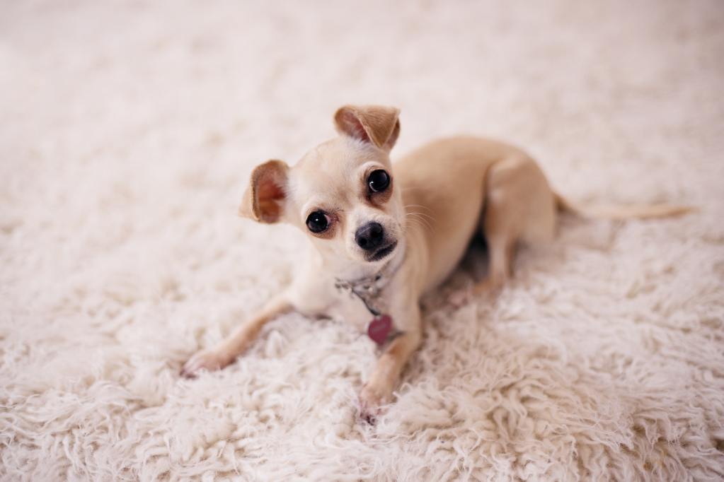 A tiny beige chihuahua lies on a shaggy beige rug with their head cocked.