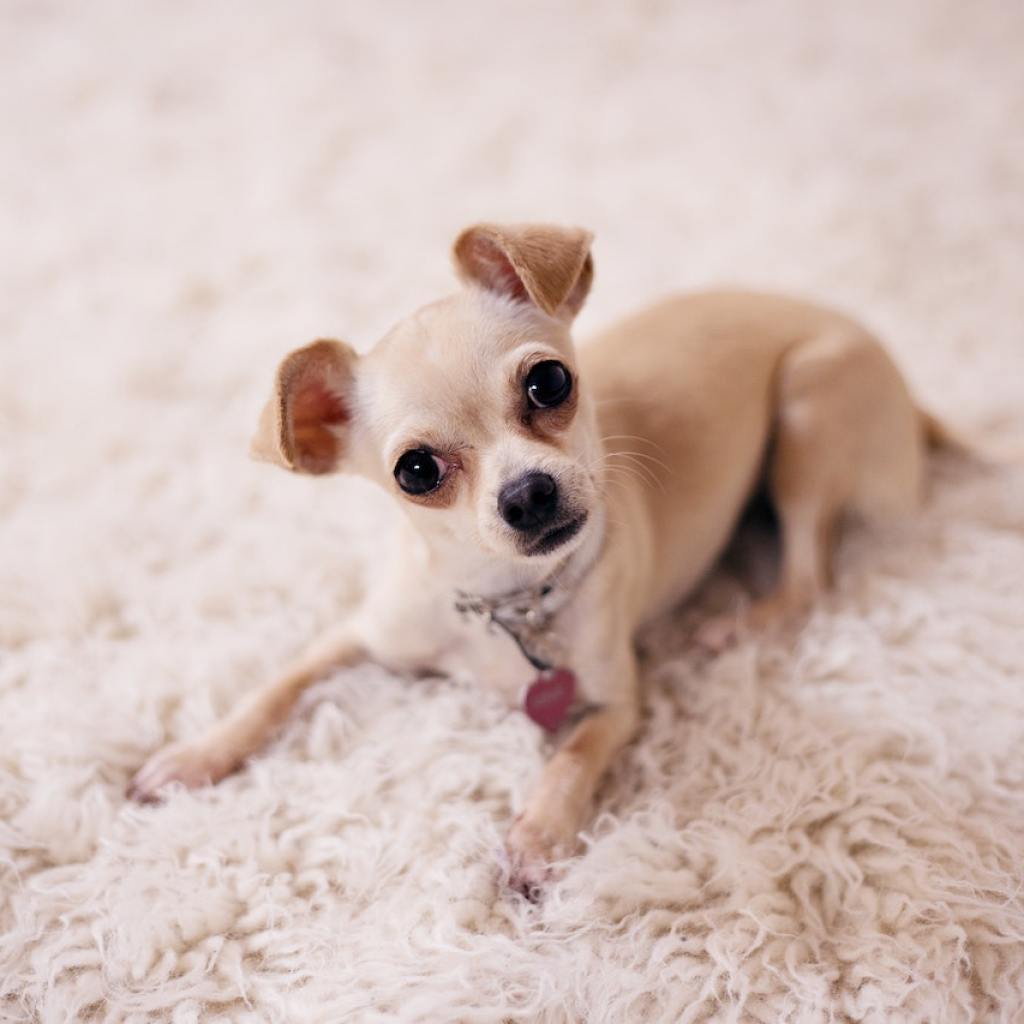 A tiny beige chihuahua lies on a shaggy beige rug with their head cocked.
