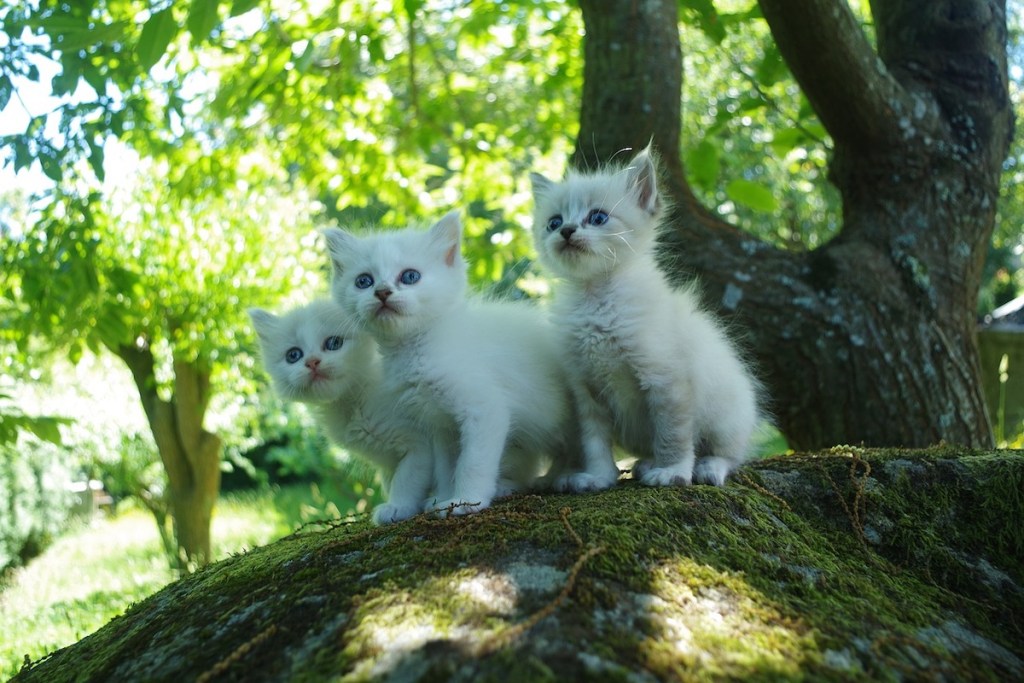 Little white kittens outside