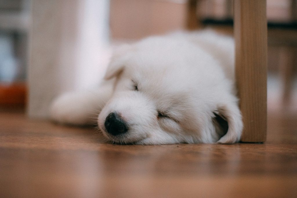 A white puppy sleeps on the floor