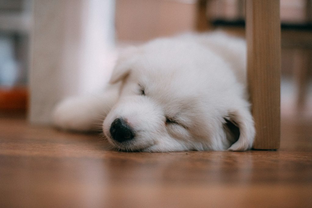 a white puppy sleeping on a wooden floor