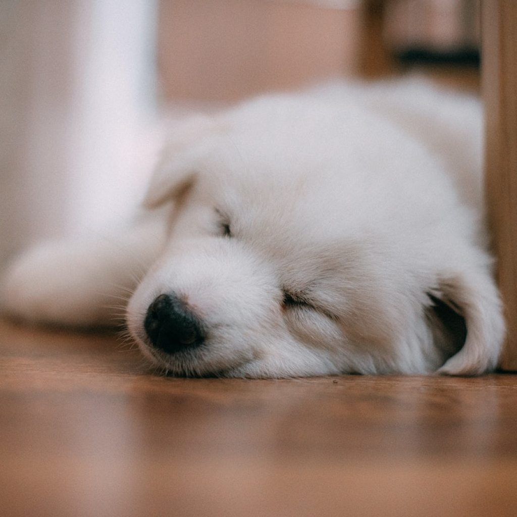 A white puppy sleeps on the floor