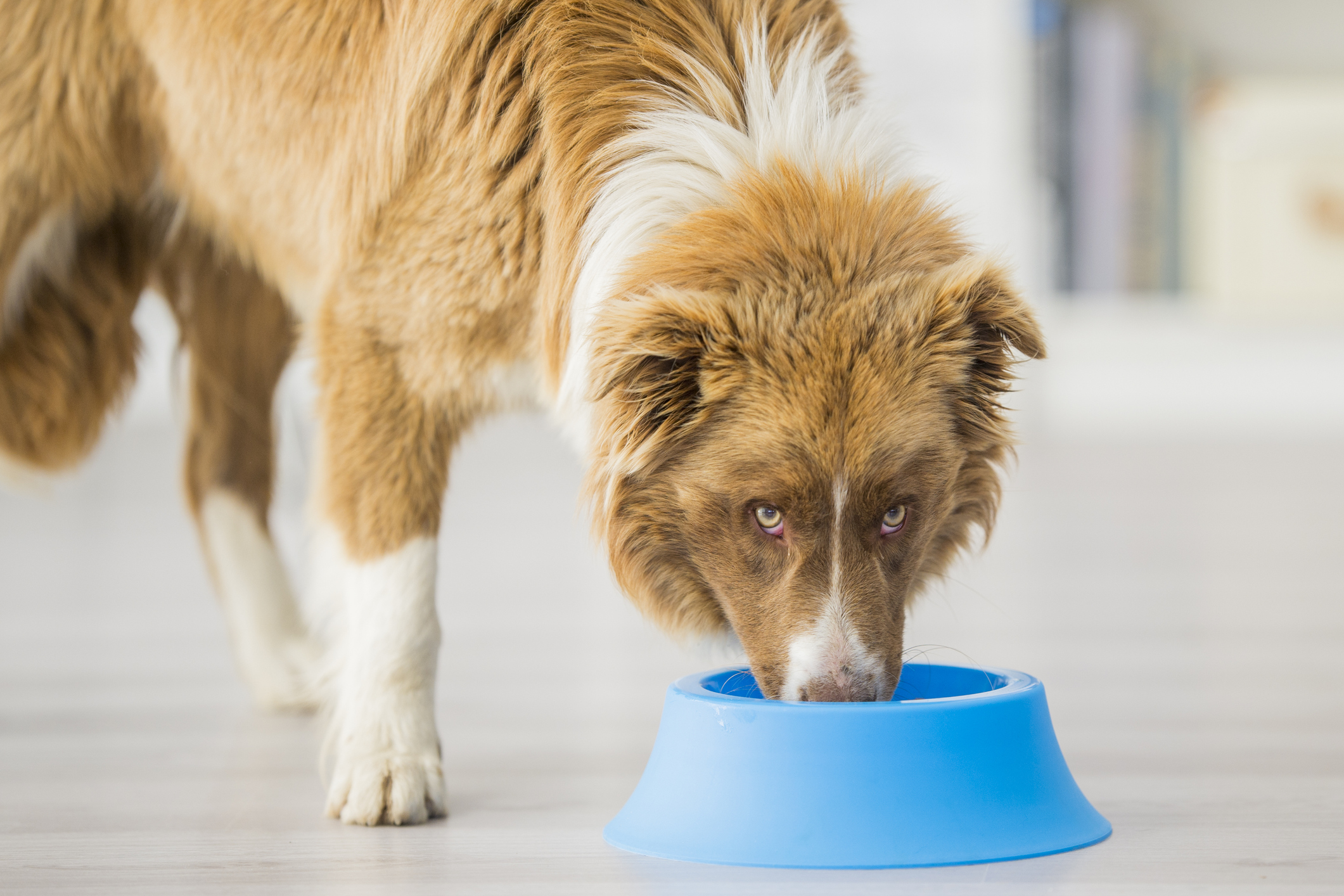 A border collie is eating dry kibble food from his dog bowl.