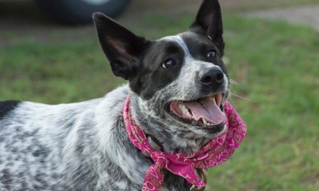 Australian cattle dog wearing a pink bandana stands on the grass