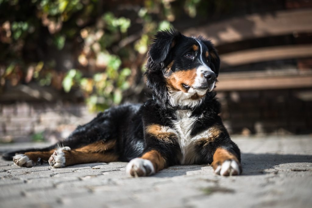 a tri-color dog sitting on sidewalk
