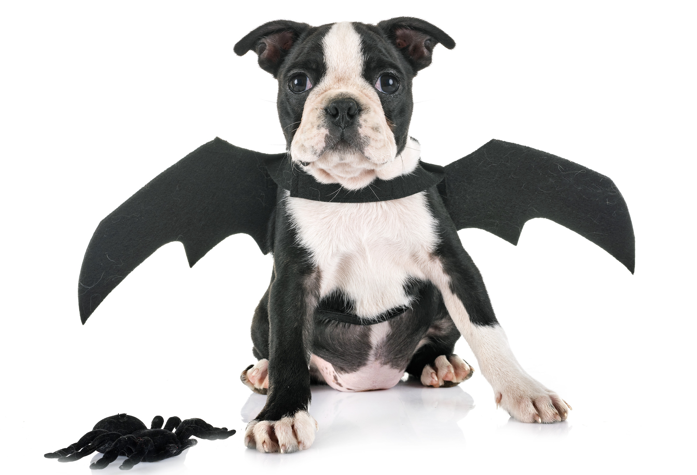 A Boston terrier puppy wearing a pair of bat wings sits in front of a white background with a fake spider next to them