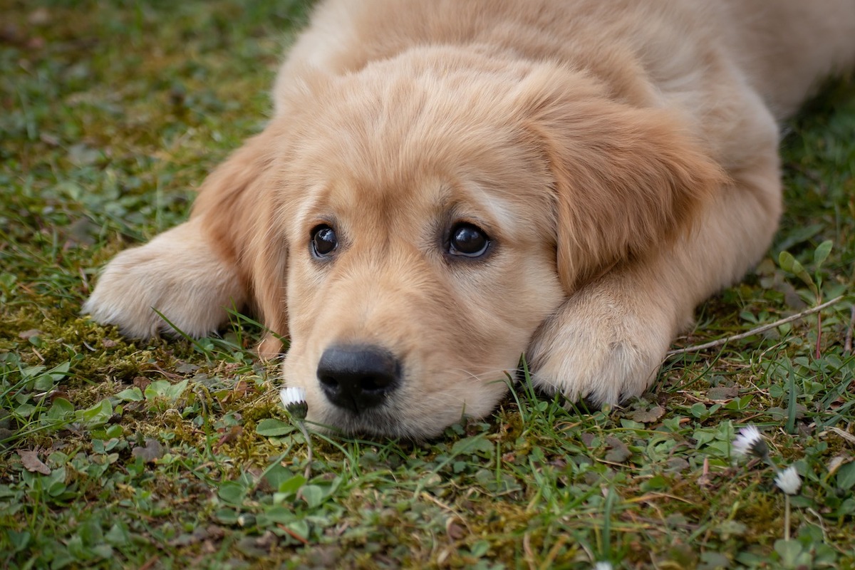 A sweet golden retriever puppy lies on the grass