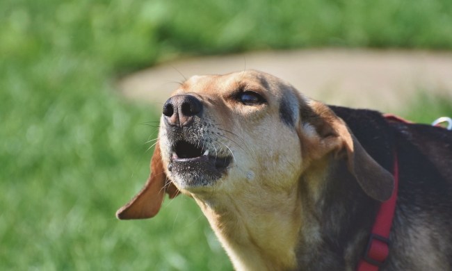 Dog barks outside in a lawn