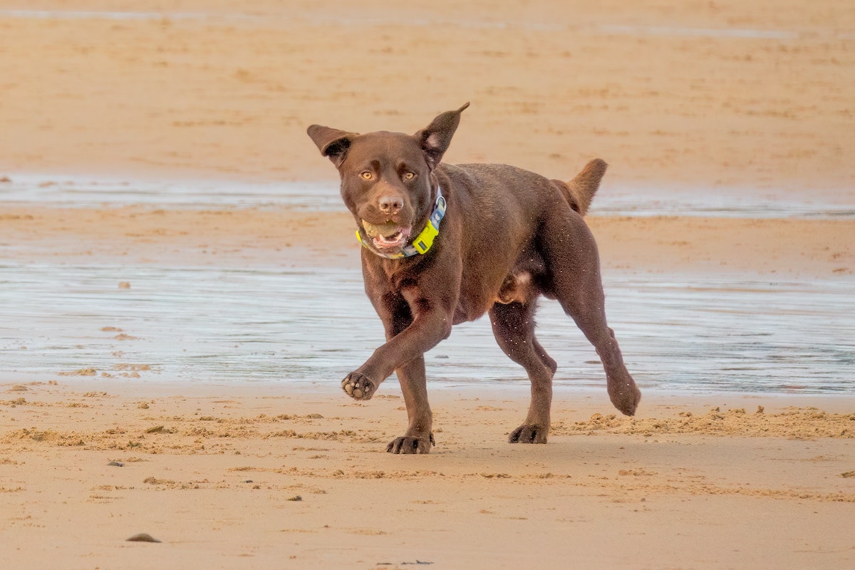 Dog plays fetch on the beach with a ball