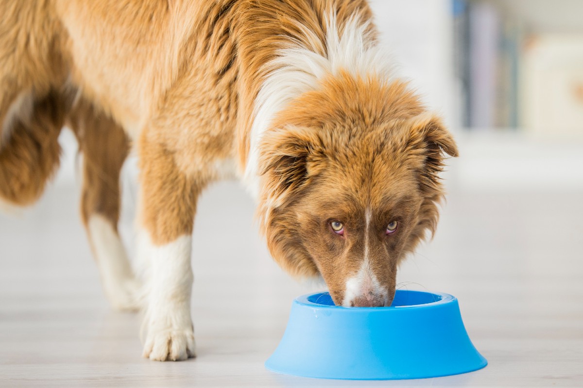 A collie eats dry food