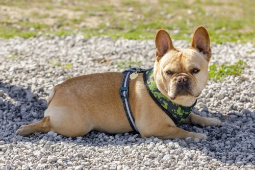 A tan French Bulldog sploots on the ground