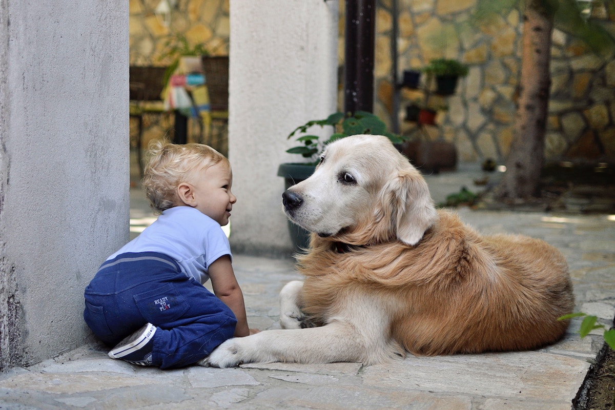 A dog sits outside and watches a baby