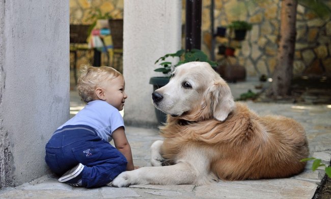 A dog sits outside and watches a baby