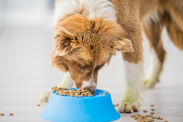A collie eats crunchy kibble from his bowl