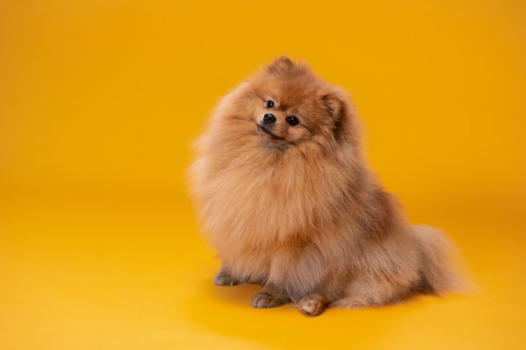 A pomeranian with a yellow background