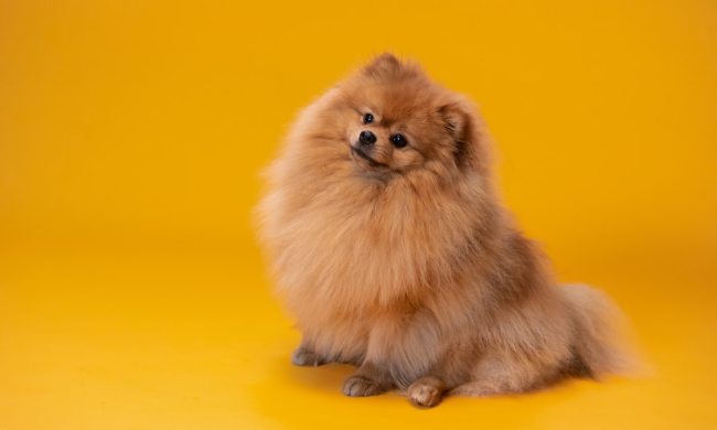 A pomeranian with a yellow background