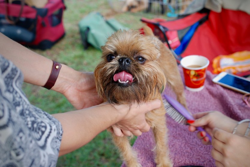 A rough-coated Brussels Griffon dog sits in the center of several people, being held by one person