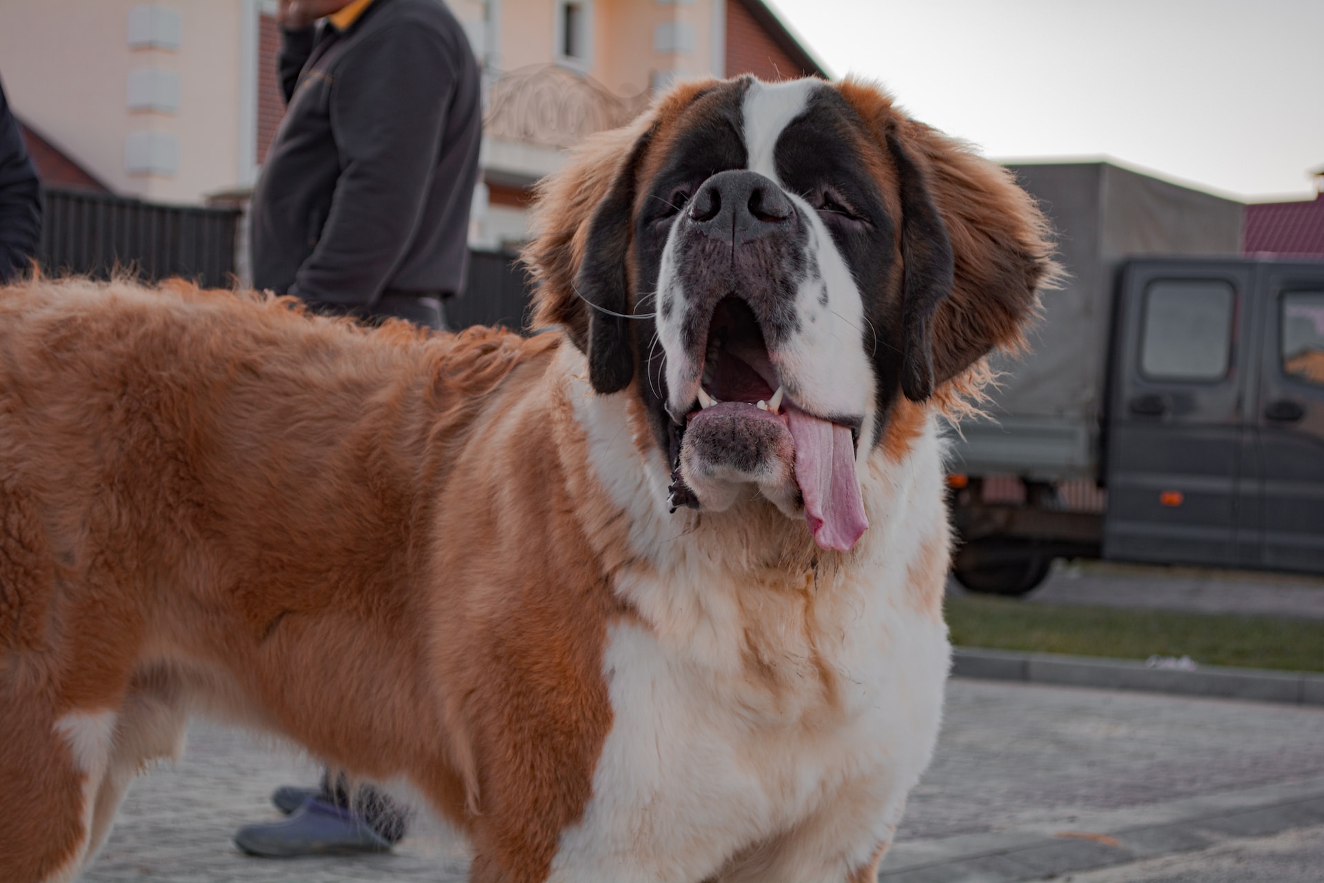 St. Bernard standing outdoors