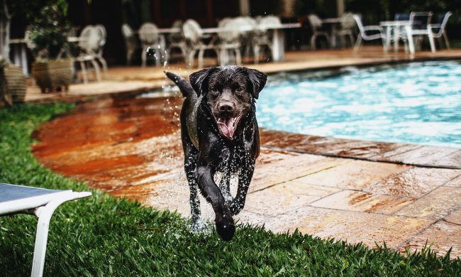 A dog runs on a pool deck after a swim