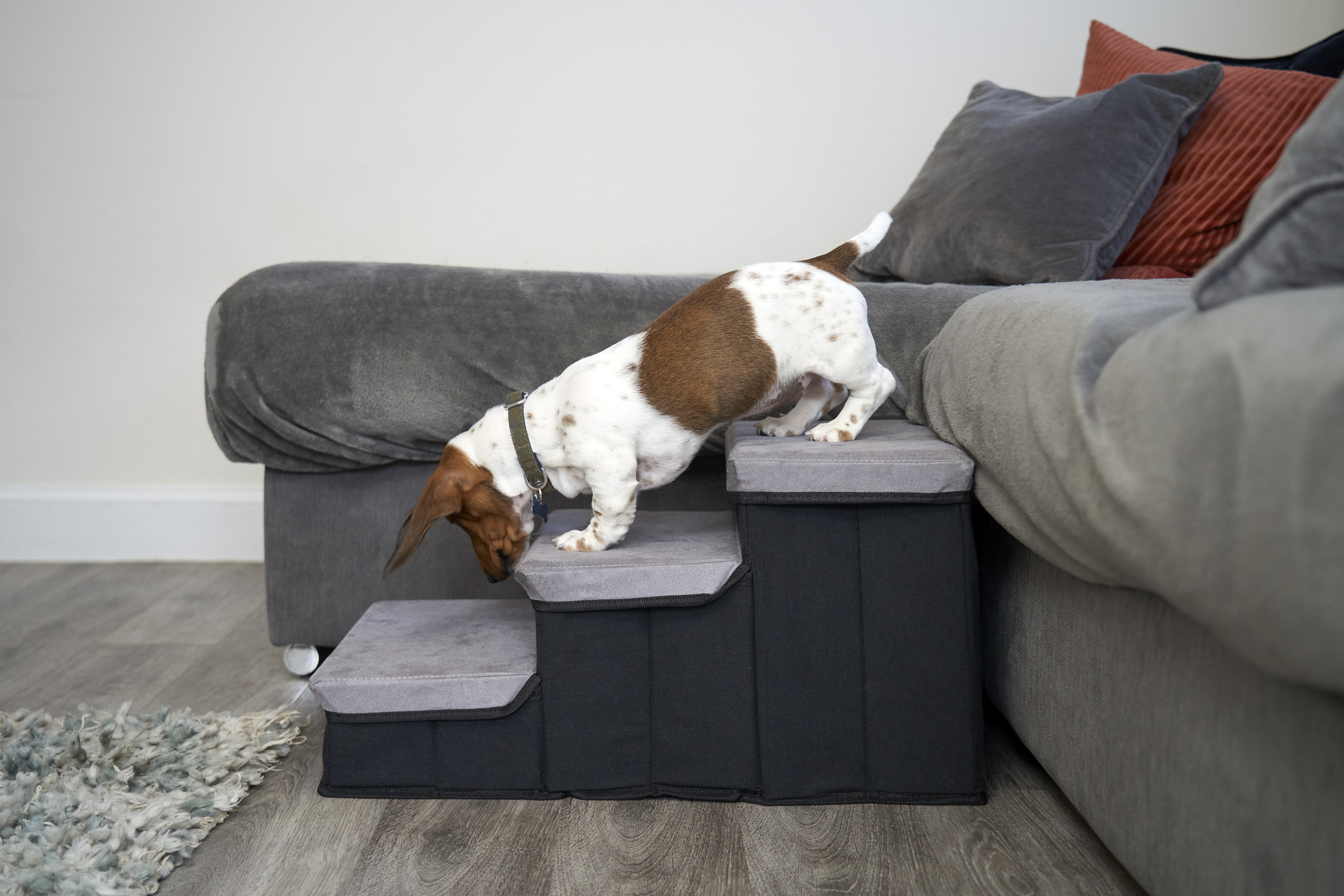 A Dachshund climbing down dog stairs