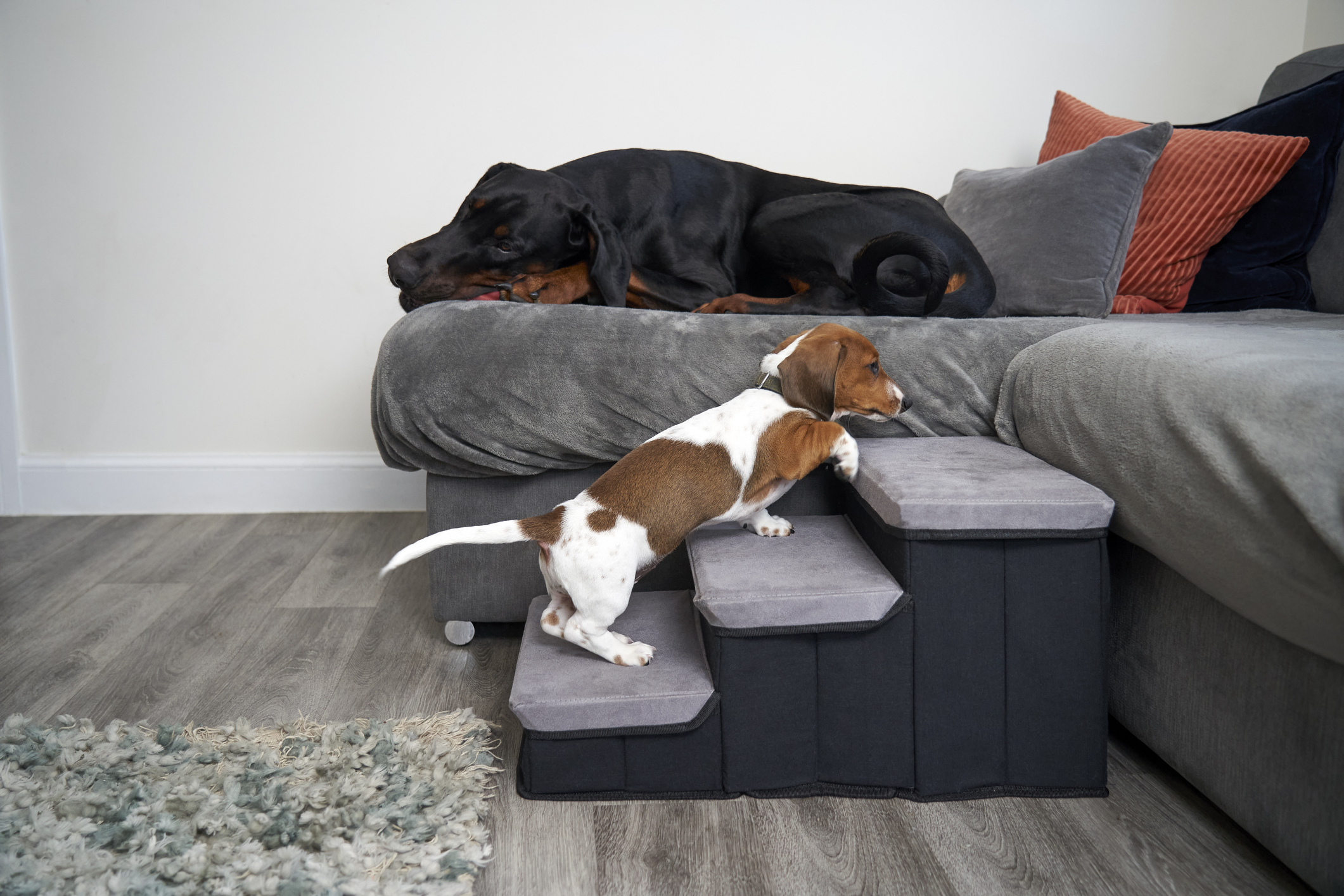 A Dachshund climbing up a dog stair