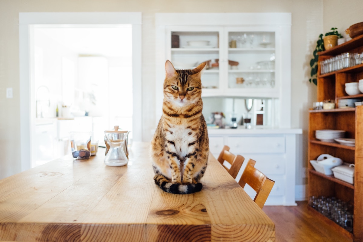 A cat sits on the table looking mad