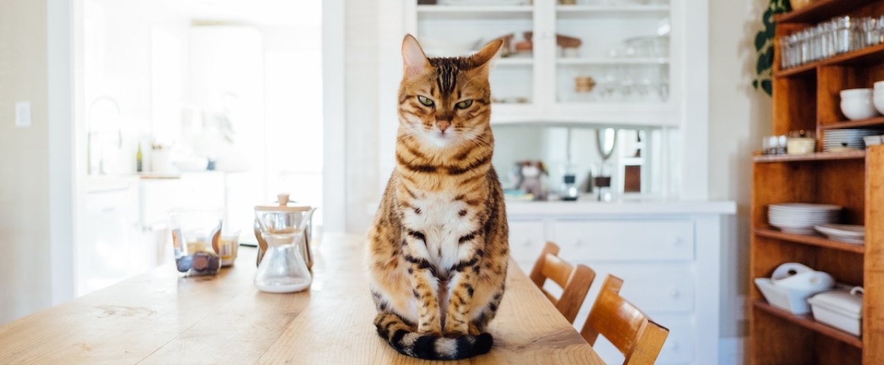 A cat sits on the table looking mad