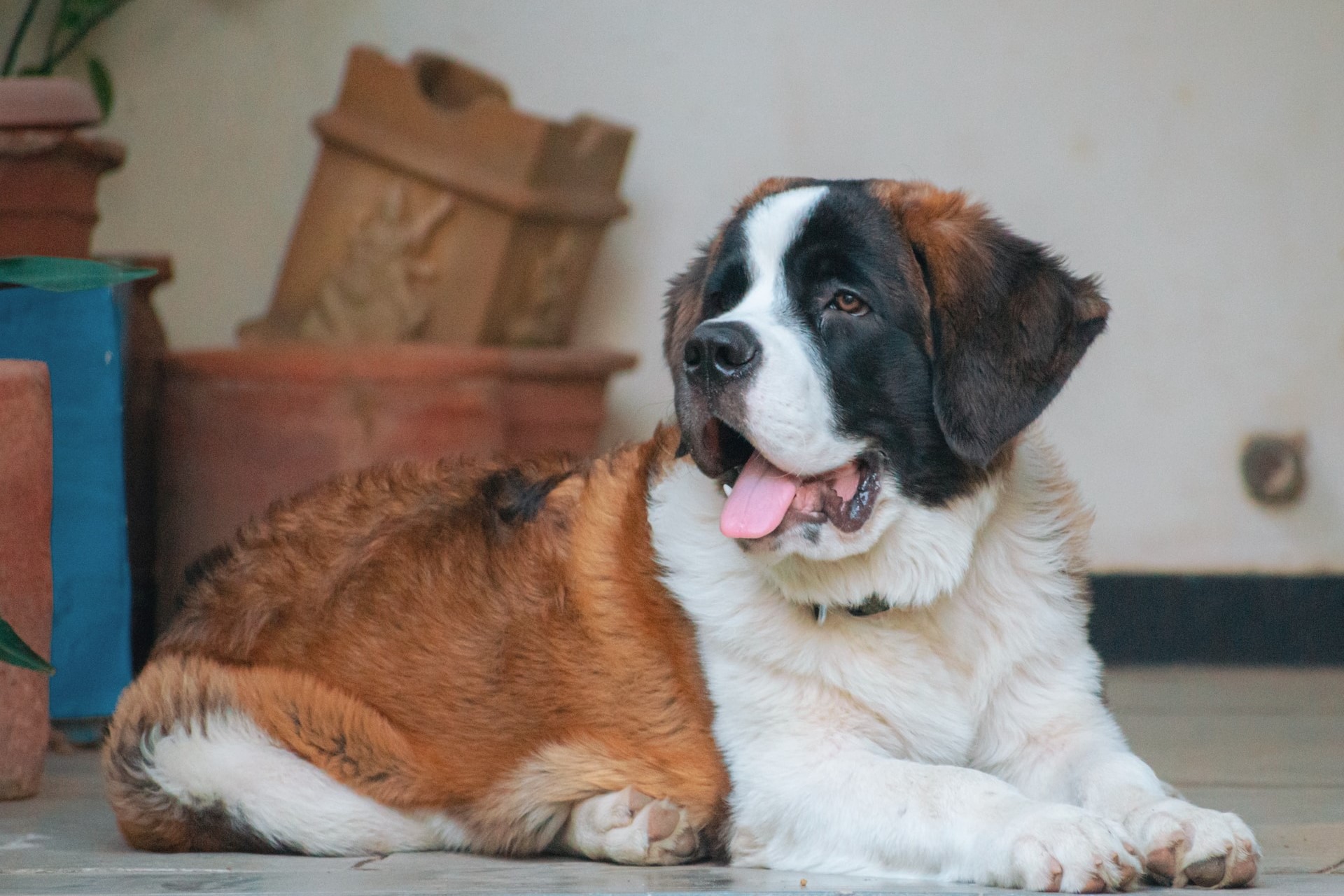 A St. Bernard laying down
