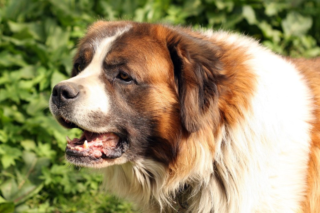 A St. Bernard dog outside